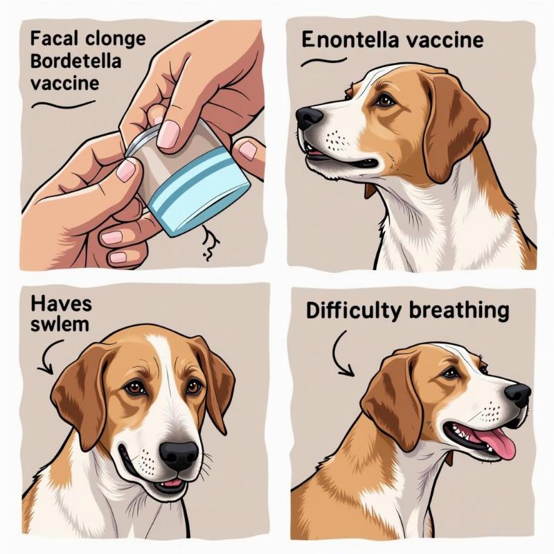 Serious Allergic Reactions to Bordetella Vaccine