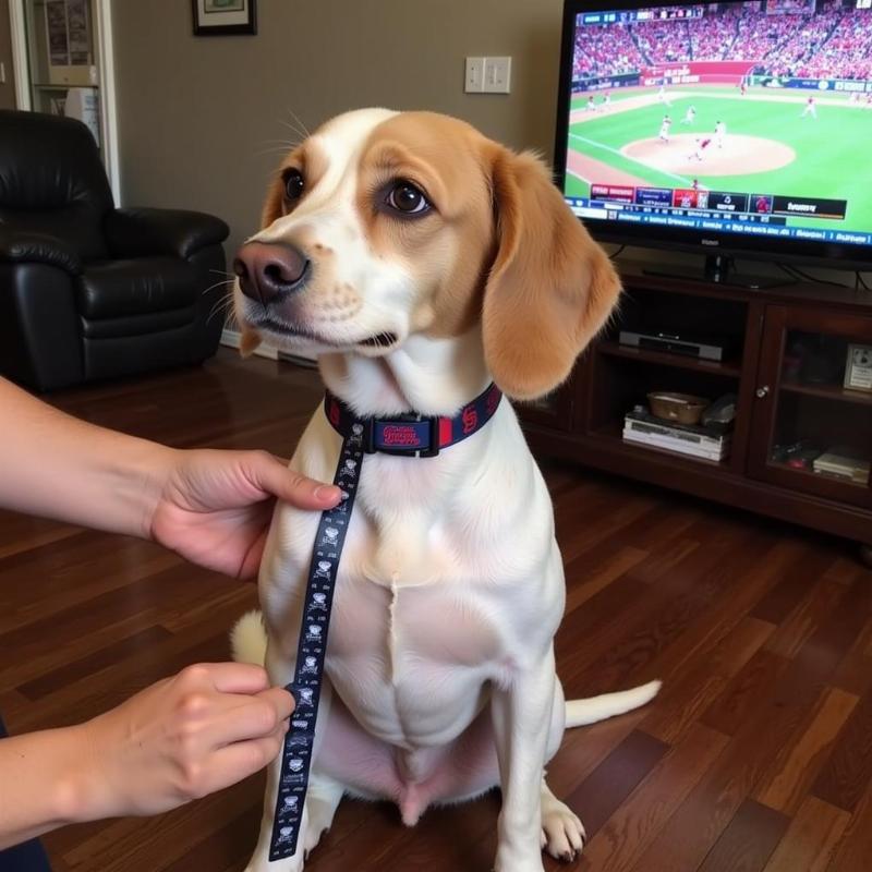 Measuring a dog for a St. Louis Cardinals jersey