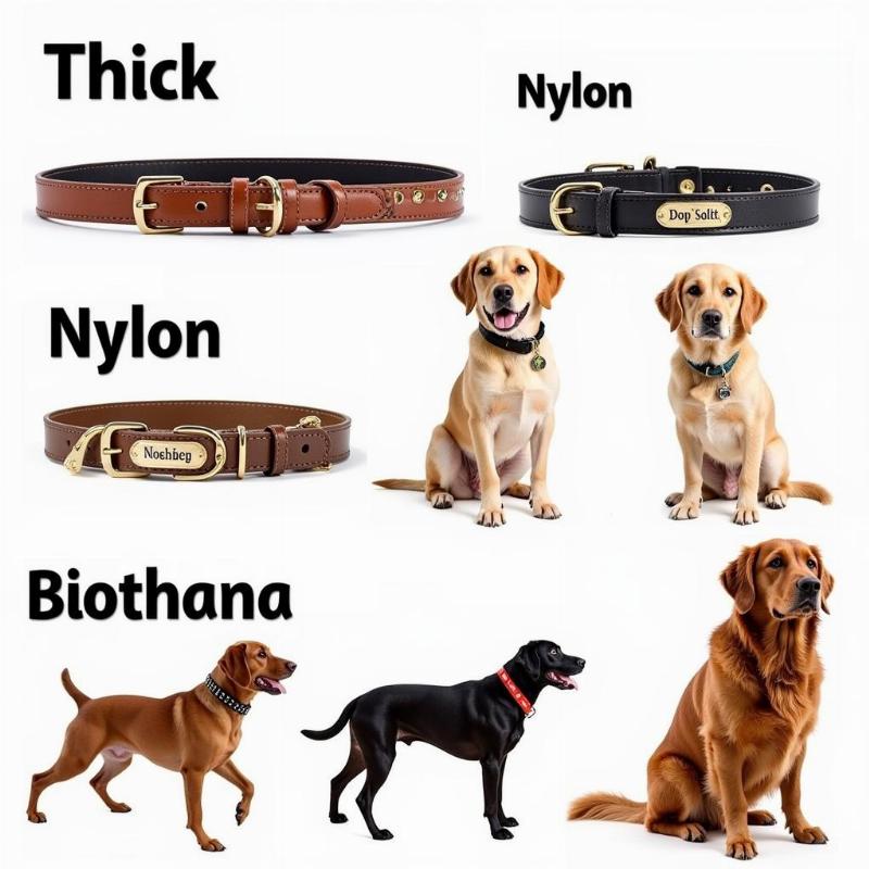 Thick dog collars with name: various types