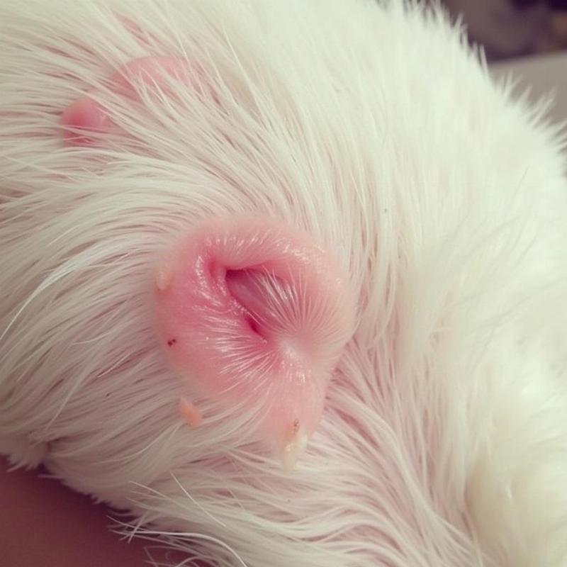 Westie with skin allergies