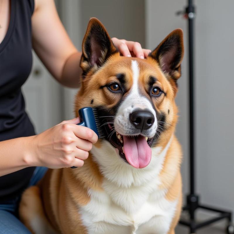 Akita Australian Cattle Dog mix getting groomed