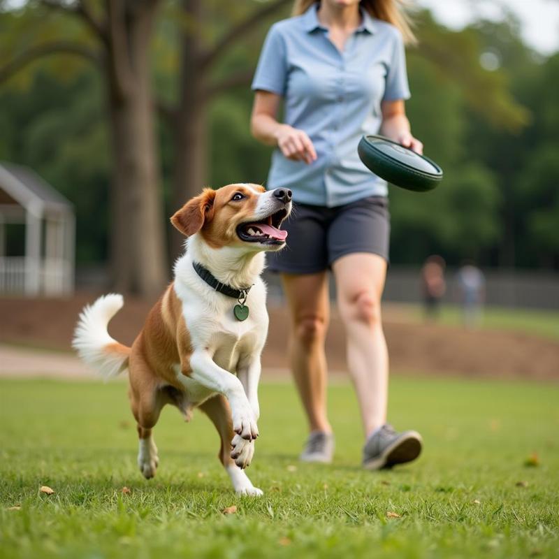 Dog Parks in Branson, MO: A Tail-Wagging Good Time