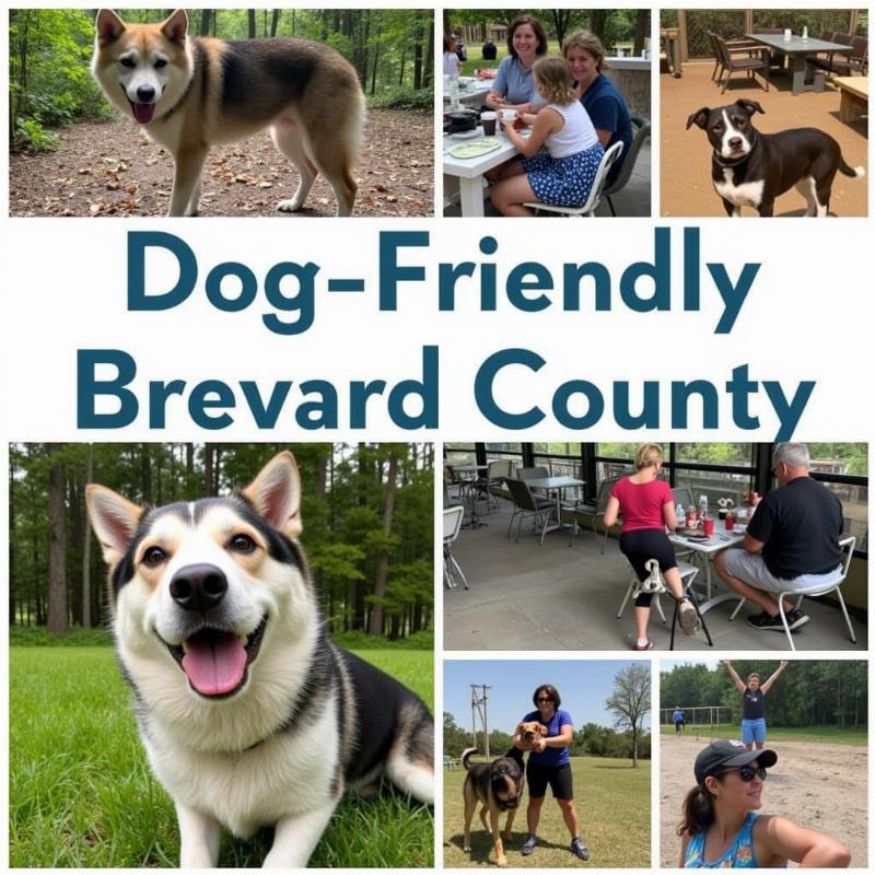 Dog-Friendly Activities in Brevard County Beyond the Beach