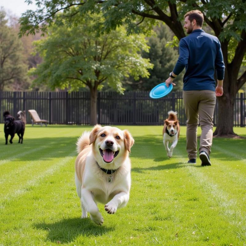 Dog playing at a dog park in Santa Cruz