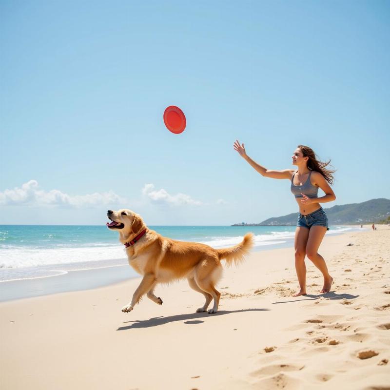 Dog playing with its owner on a North Carolina beach