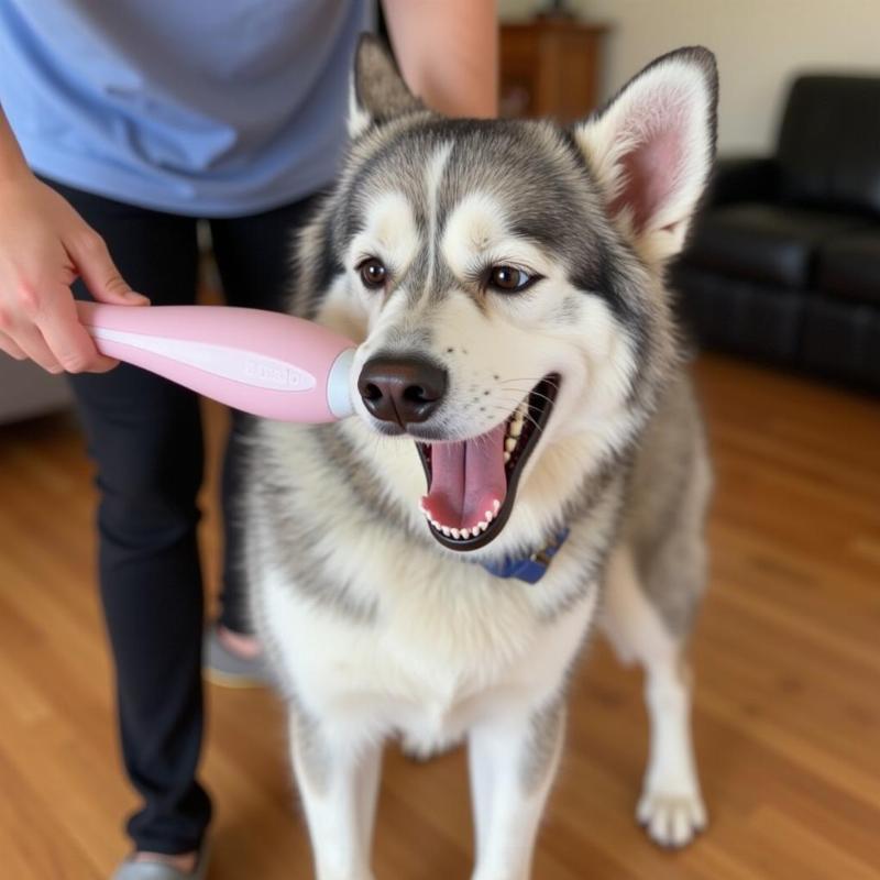 Owner grooming a dog