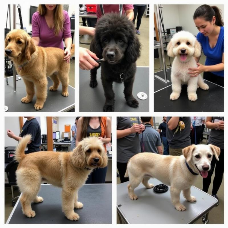 Different dog breeds being groomed in Rapid City SD