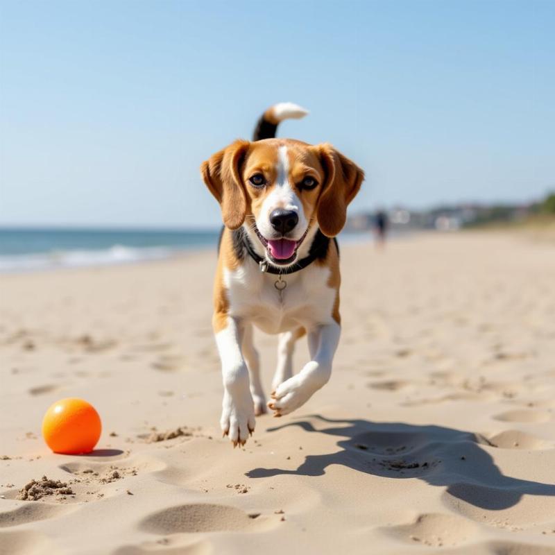 Dog enjoying a dog-friendly beach near Plum Island