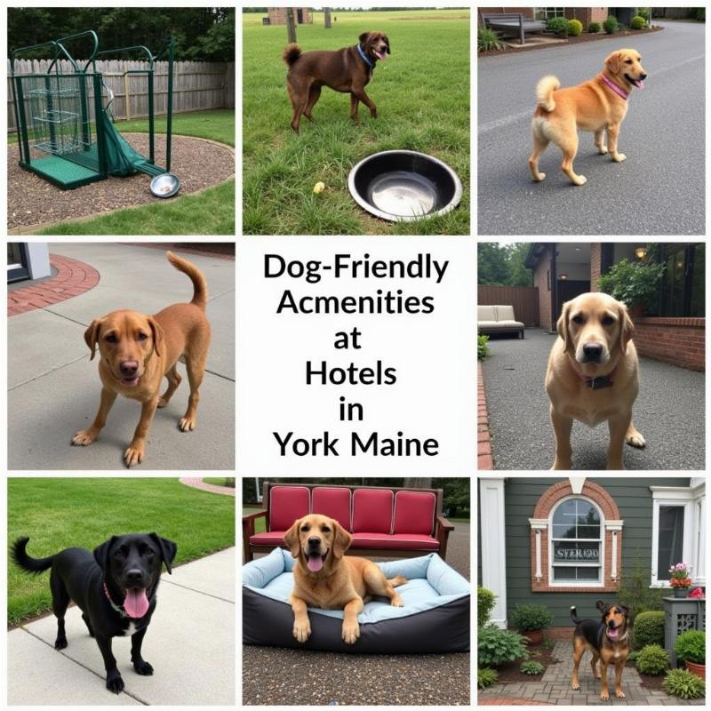 Dog-Friendly Hotel Amenities in York, Maine