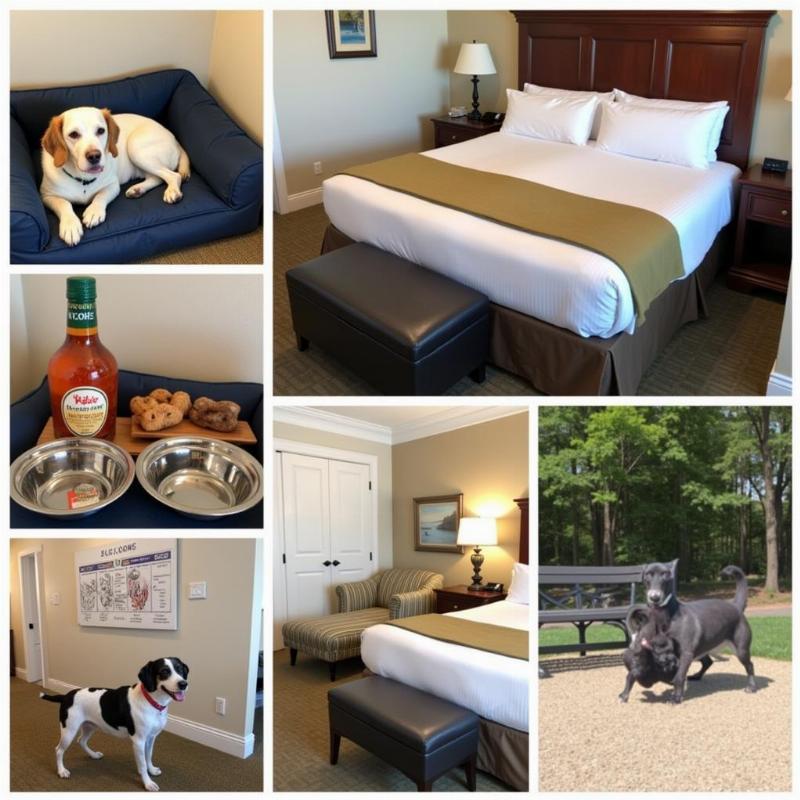 Dog-Friendly Hotel Amenities in Narragansett