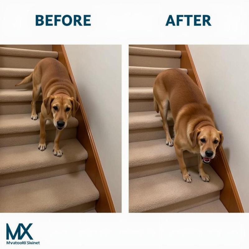 Benefits of Using Dog MX