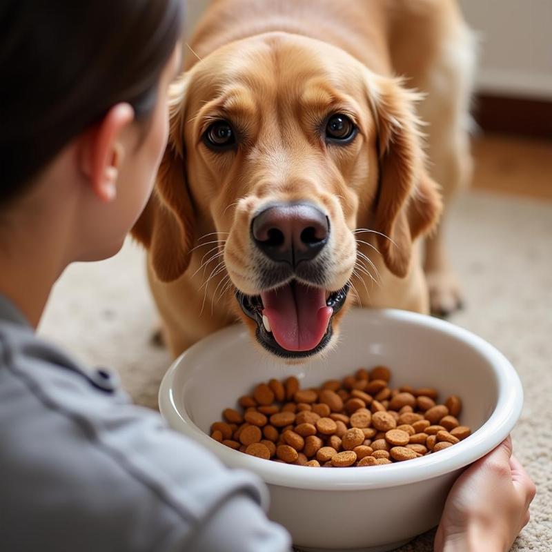 Introducing New Dog Food Gradually