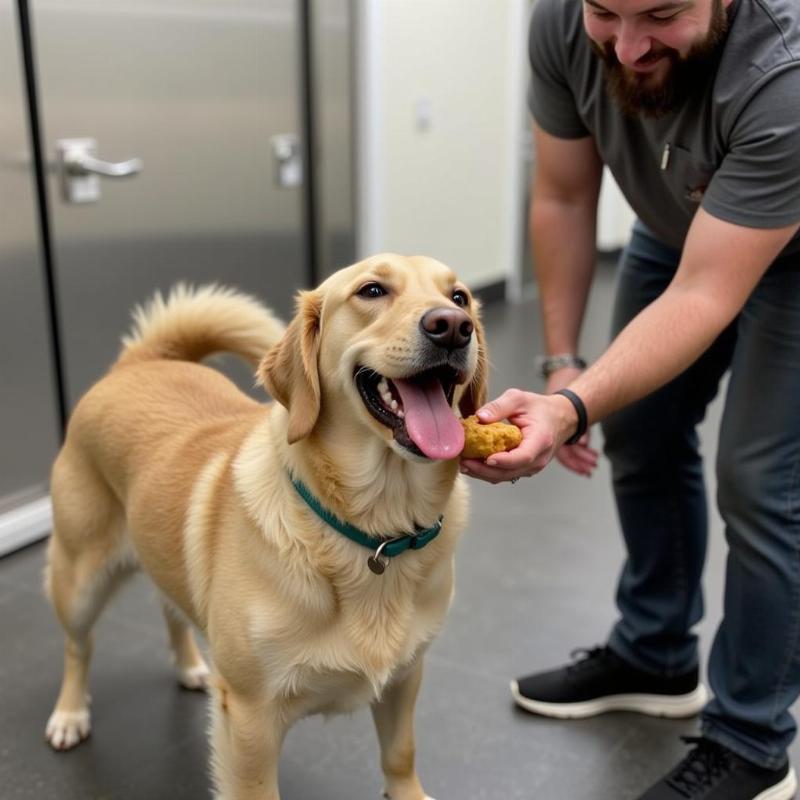 Happy Dog at Clifton Park Kennel