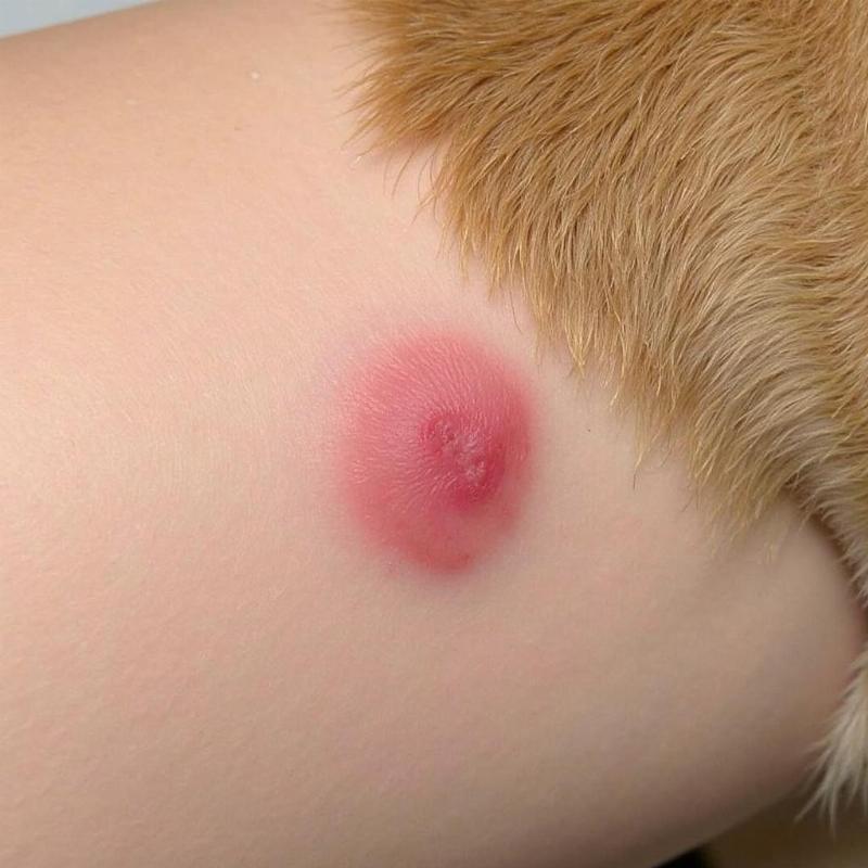 Potential Side Effects of Injectable Flea and Tick Prevention