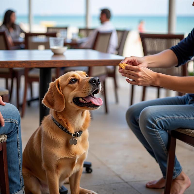 Exploring Dog-Friendly Dining in Cocoa Beach