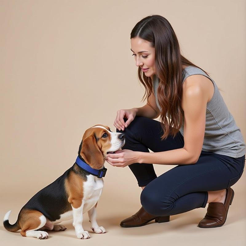 Training a small dog with a no-bark collar.